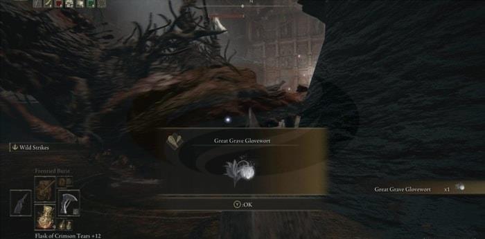 Great Grave Glovewort 6