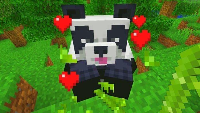 Minecraft panda in jungle biome